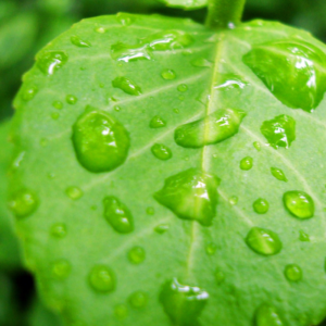 a green leaf with big water droplets on it